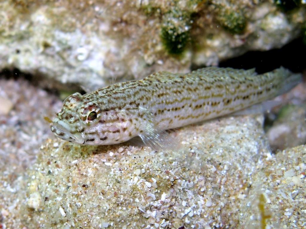 Gobius fallax (Sarato, 1889)